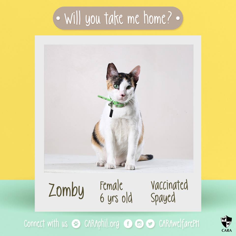 Jan 2018 - Featured CARA cat Zombie CARA Welfare Philippines - AdoptDont Shop