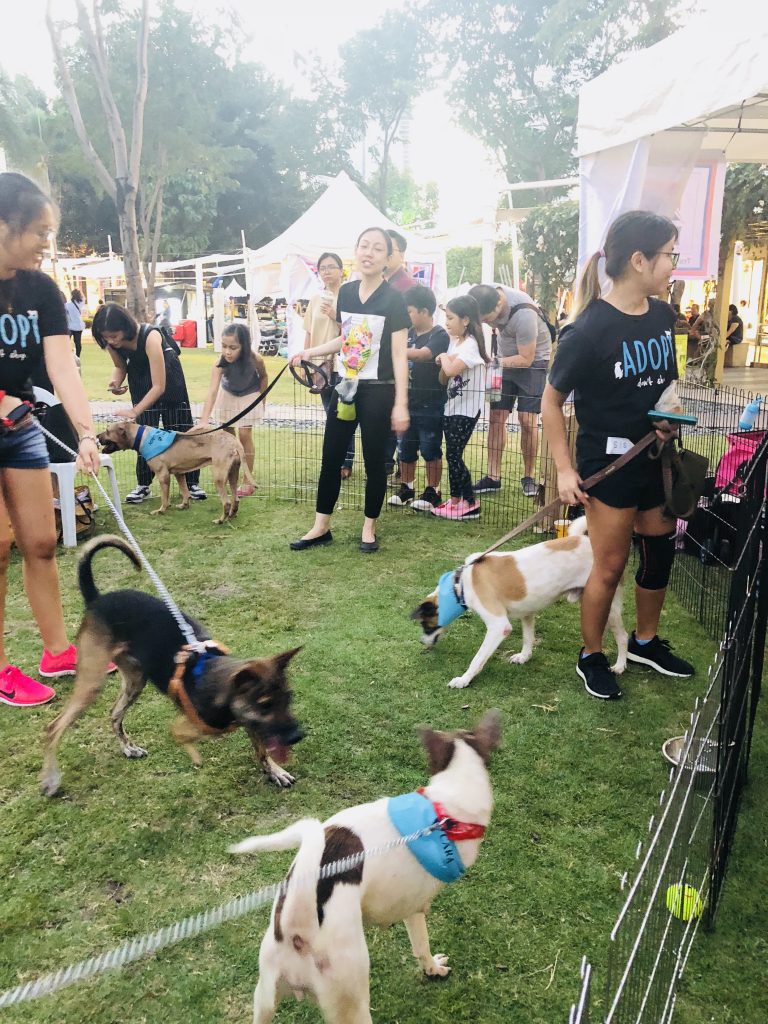 Strike, Sweetie, and Kulit at Waggin Tales 2018 by Trina Kiedis