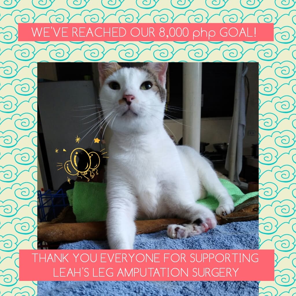 Amputation CARA Cat Leah Adopt Dont Shop CARA Welfare Philippines Surgery Fundraising Campaign - Thank you