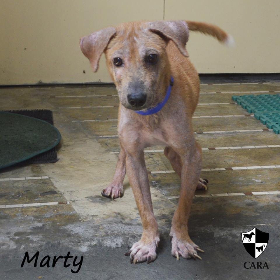 Marty - CARA rescued dog - pet for adoption - animal welfare in the Philippines