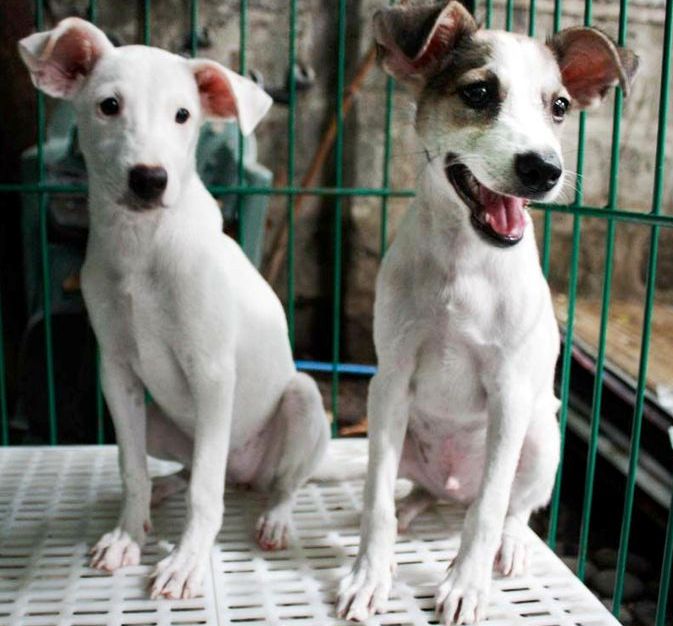 CARA Welfare Philippines - Dora & Diego - Rescued Dog - Pet for Adoption - Animal Welfare Advocacy