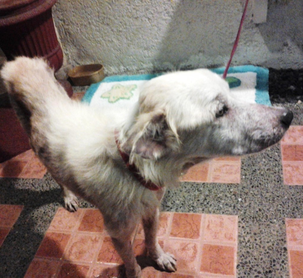 CARA Welfare - Rescued dog for adoption - Charlie - Philippines