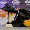 CARA - Animal Welfare Group in the Philippines - Animal Welfare Fundraising Event - Halloween Purr-ty 2013