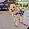 CARA - Animal Welfare Group in the Philippines - Animal Welfare Fundraising Event - Halloween Purr-ty 2013