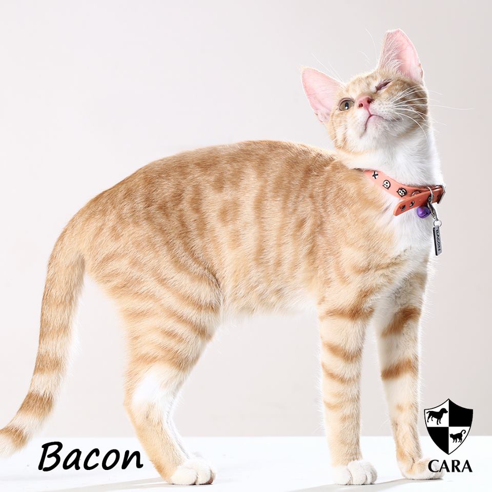 Bacon - CARA rescued cat - pet for adoption - animal welfare in the Philippines