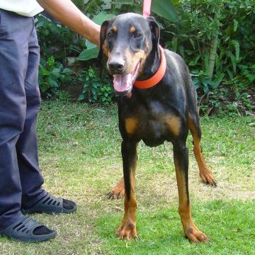 Zeus - Cara Welfare Philippines - dog for adoption 2