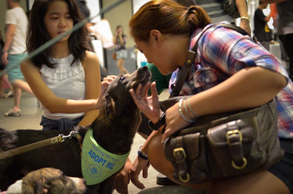 Brownie kiss - animal welfare in the Philippines - how to adopt pets