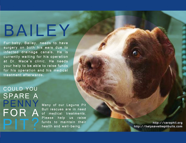 CARA Welfare Philippines - Animal Welfare - Laguna Pit Bulls - Bailey