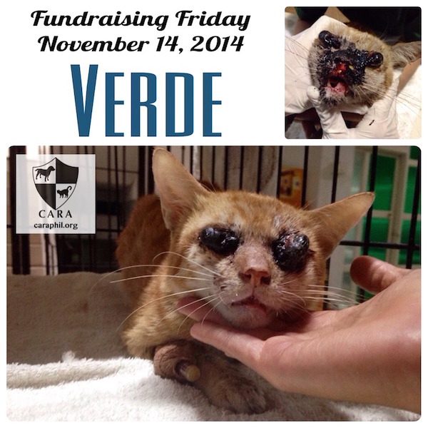 CARA Welfare Philippines - Animal welfare - pet cat rescue - Verde