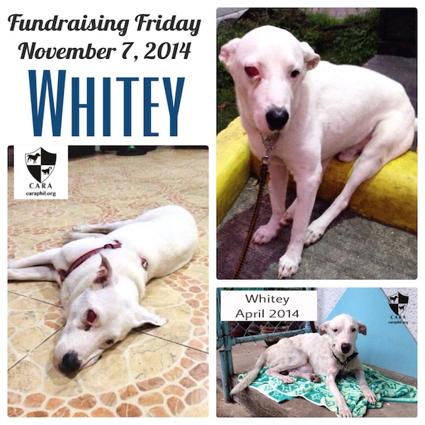 CARA Welfare Philippines - Animal Welfare - dog rescue - Whitey