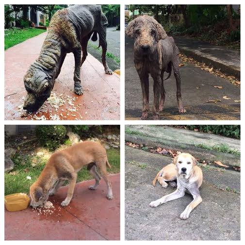 Stray dog being supported by CARA - animal welfare Philippines