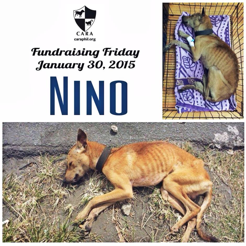 CARA Welfare Philippines - rescued dog - Nino - fundraising