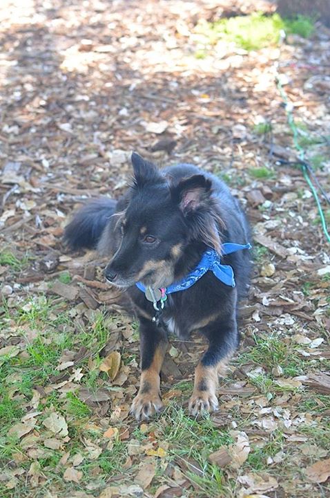 CARA - Animal Welfare in the Philippines - Adopted dog - Blackie