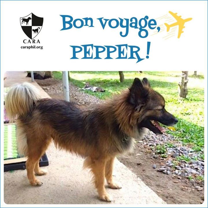 CARA - Animal Welfare in the Philippines - Dog Adoption Story - Pepper