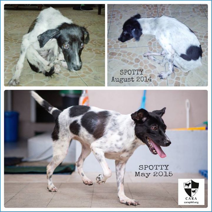 CARA - Animal Welfare in the Philippines - Dog Adoption Story - Spotty