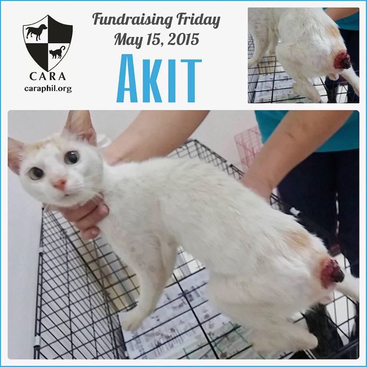 CARA - Animal Welfare in the Philippines - Fundraising - Akit