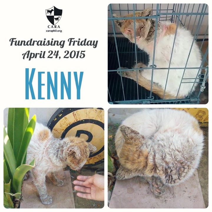 CARA - Animal Welfare in the Philippines - Fundraising - Kenny