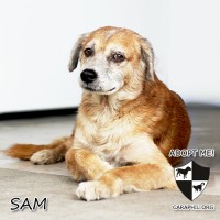 CARA - Animal welfare in the Philippines - adopt a dog - Sam