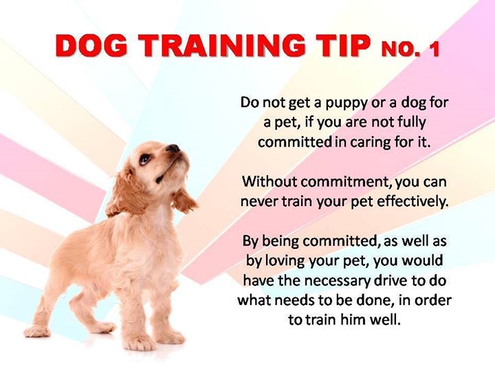 CARA - Animal welfare in the Philippines - dog training tip