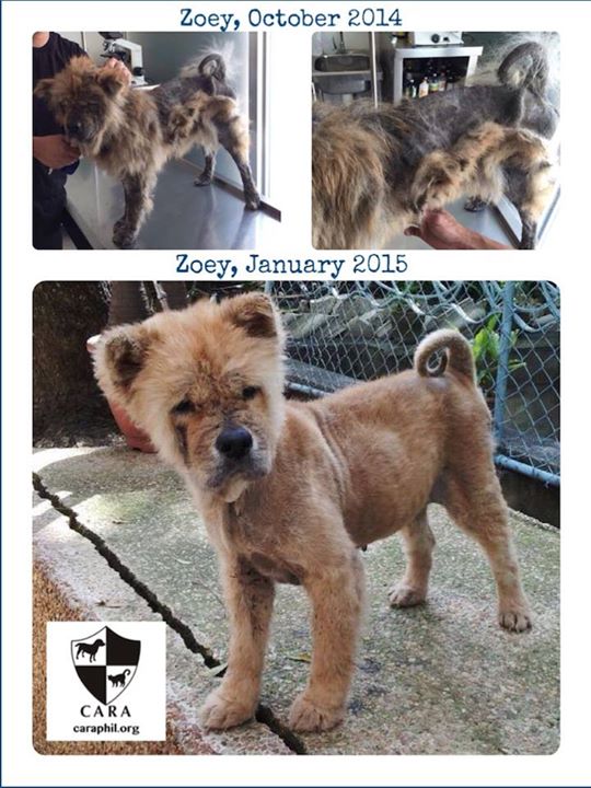 CARA - Animal welfare in the Philippines - rescued dog - Zoey