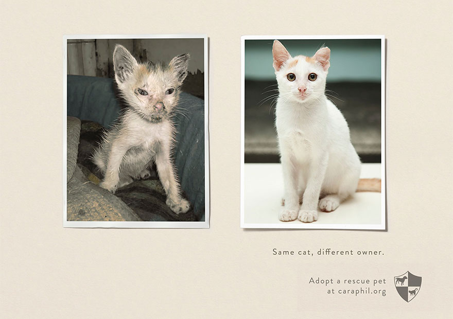 CARA - animal welfare Philippines - pet adoption