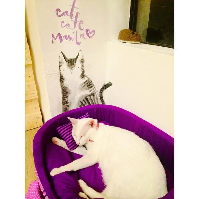 Cat Cafe Manila with Mama Cat