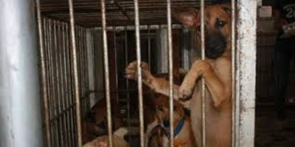 Mayors of Metro Manila, Philippines: Stop the Abuse and Neglect of Dogs and Cats at the City Pounds