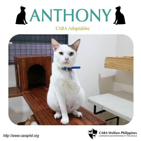 Anthony - CARA cat for adoption - animal welfare in the Philippines