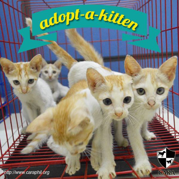 CARA Adopt a Kitten Pet Adoption Event in Manila Philippines 2