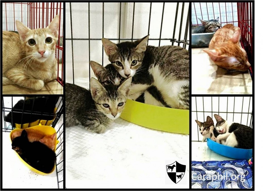 CARA Kitten Adoption July 2015