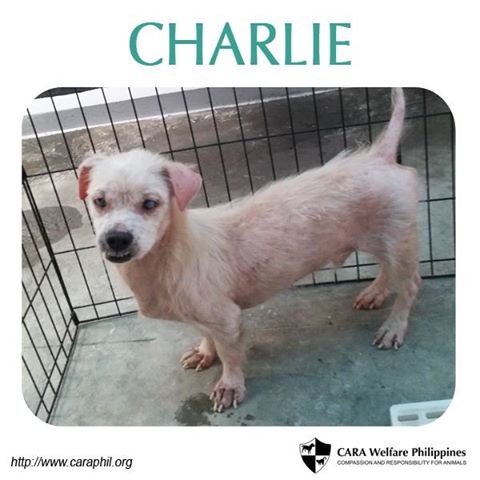 Charlie CARA dog for adoption