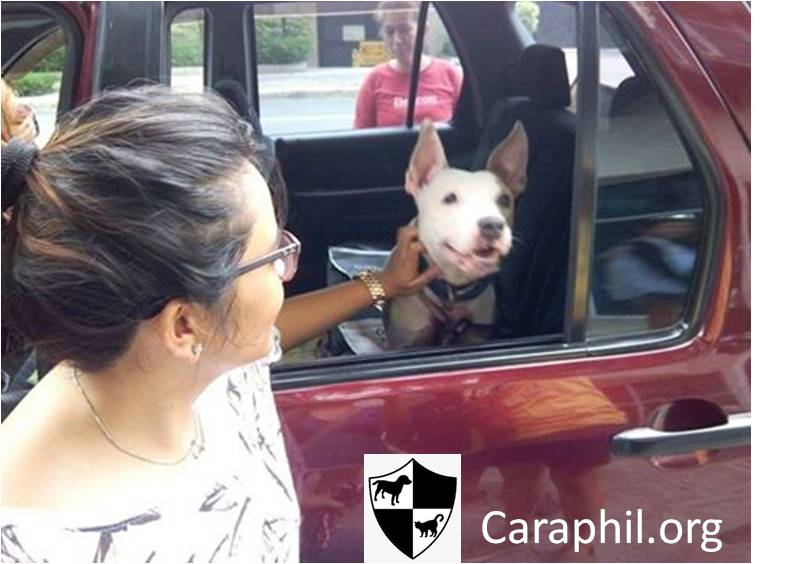 Cynthia Laguna Pit Bull Adoption Story