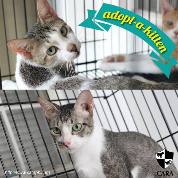 Jaji and Pepper - CARA cats for adoption - animal welfare in the Philippines