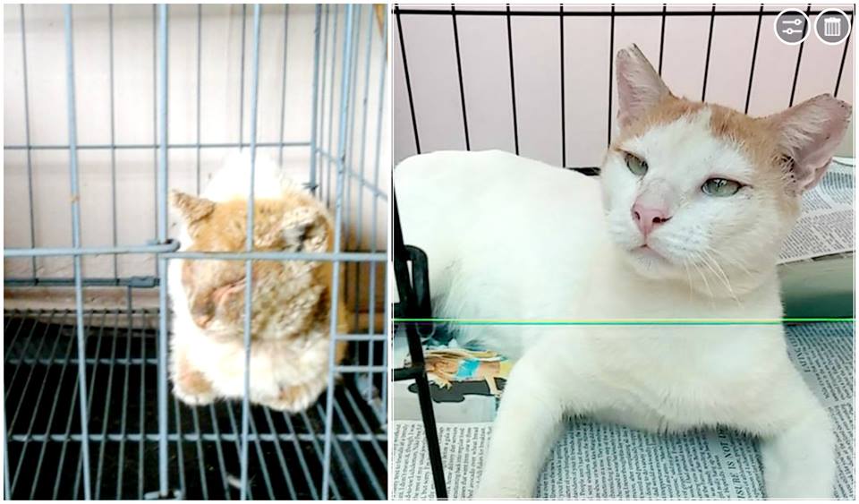 Kenny CARA Cat for Adoption - animal welfare in the Philippines