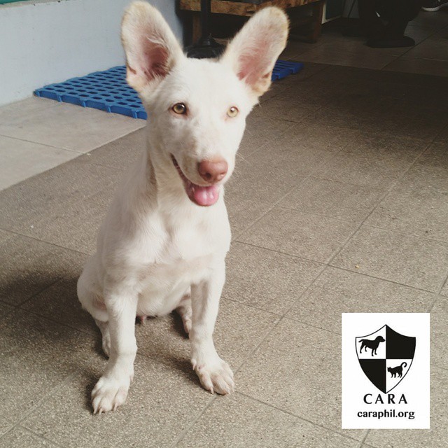 Lika CARA dog for adoption