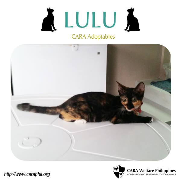 Lulu CARA cat for adoption