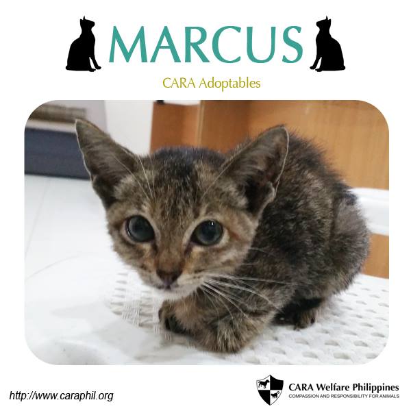 Marcus, CARA Kitten for adoption - animal welfare in the Philippines