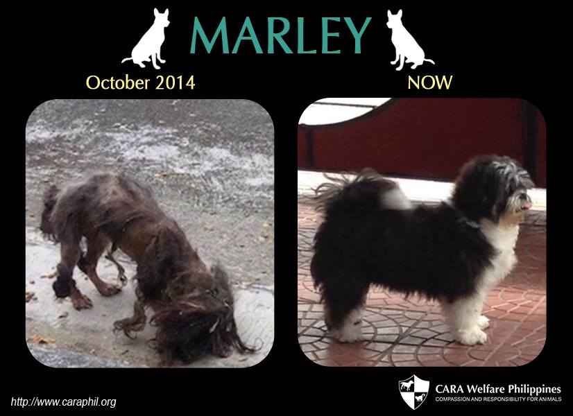 Marley CARA Rescued dog