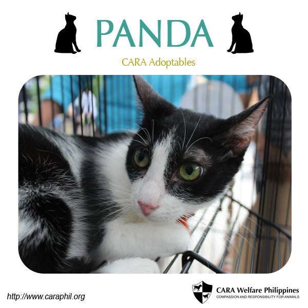 Panda - CARA cat for adoption - Animal welfare in the Philippines