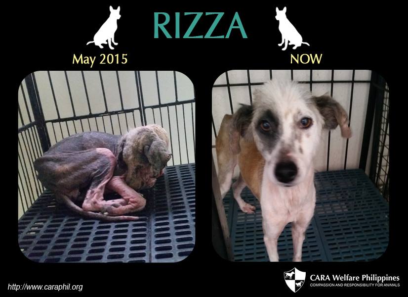 Rizza CARA Rescued Dog - animal welfare in the Philippines