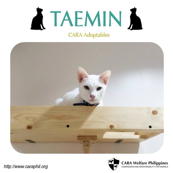 Taemin CARA Cat for adoption