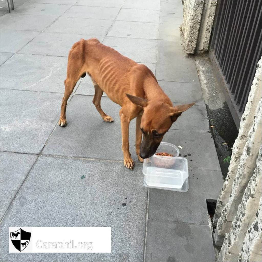 Belgian Malinois Stray dog in Makati