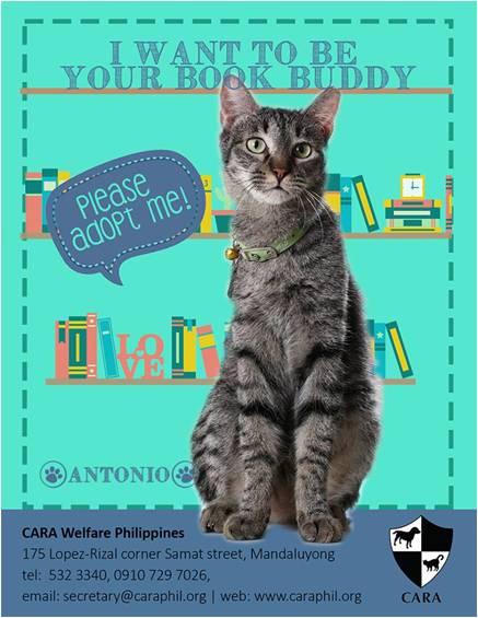 Antonio - book buddy - Cat for Adoption - CARA - animal welfare in the Philippines