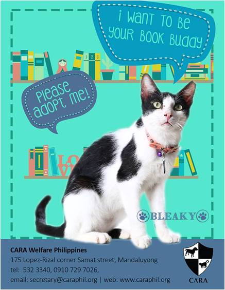 Bleaky - book buddy - Cat for Adoption - CARA - animal welfare in the Philippines