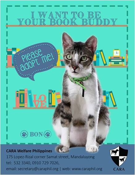 Bon - book buddy - Cat for Adoption - CARA - animal welfare in the Philippines