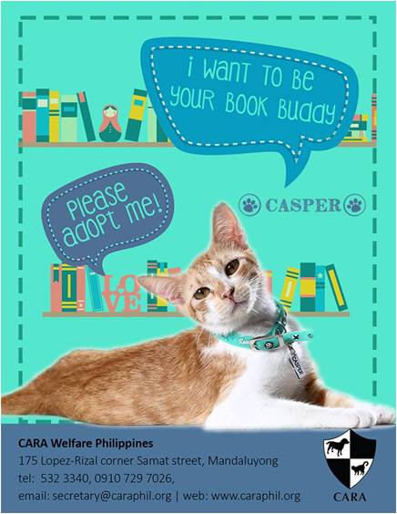 Casper - book buddy - Cat for Adoption - CARA - animal welfare in the Philippines