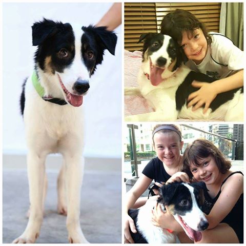 Shaun - CARA rescued dog - pet adoption story in the Philippines