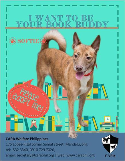 Softie - book buddy - Dog for Adoption - CARA - animal welfare in the Philippines