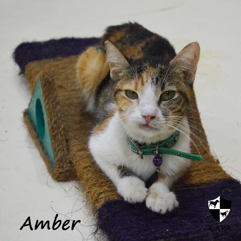 Amber - CARA rescued cat - pet for adoption - animal welfare in the Philippines