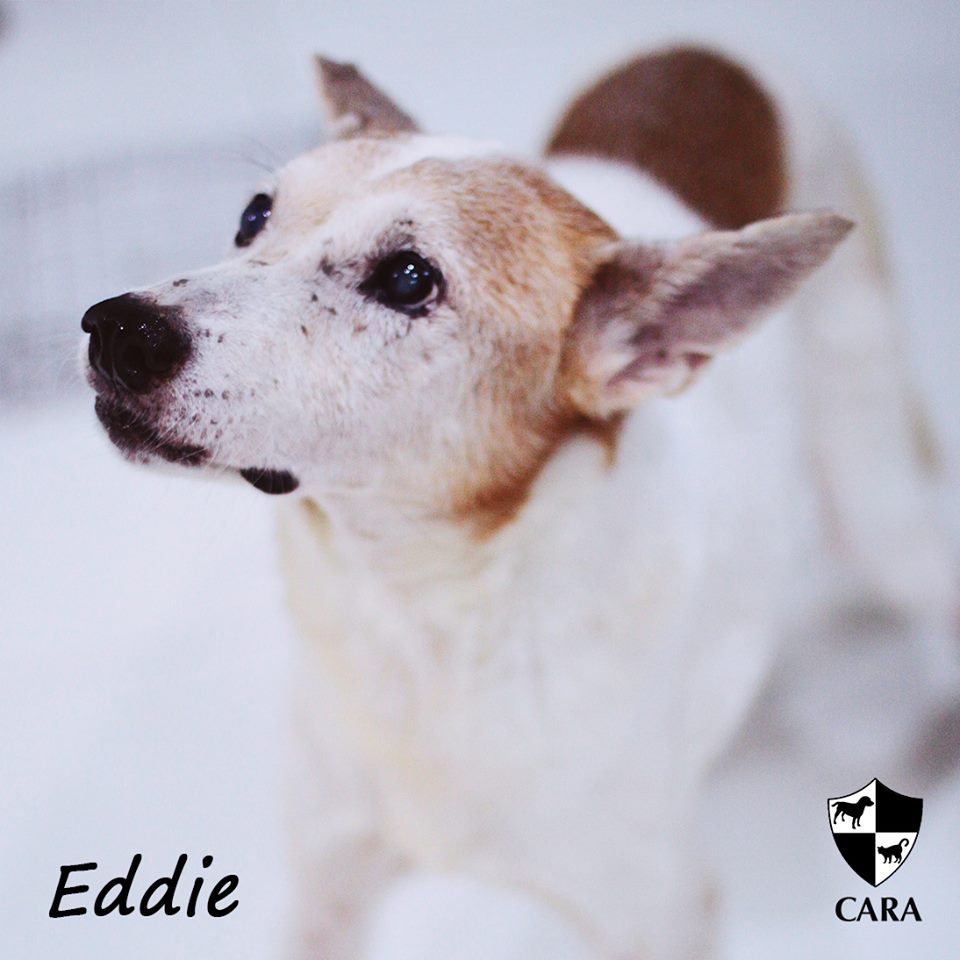 Eddie - CARA rescued dog - pet for adoption - animal welfare in the Philippines